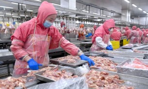 珠海大航雞肉塊配重機 - 提升效率與品質(zhì)的利器