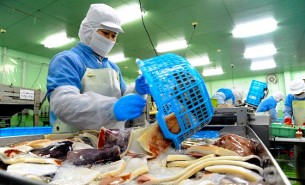 珠海大航鮮魷魚重量分選機 - 創(chuàng)新引領(lǐng)食品加工未來